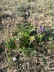 Oxytropis leucotricha