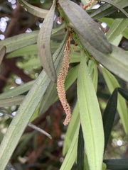 Podocarpus polystachyus