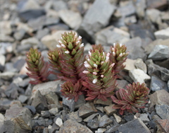 Epilobium pycnostachyum