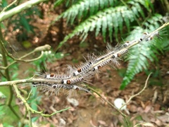 Euproctis kanshireia