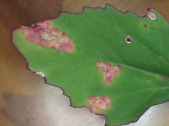 Peronospora variabilis