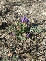 Oxytropis leucotricha