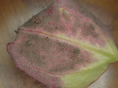 Peronospora variabilis