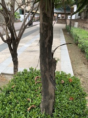 Podocarpus polystachyus