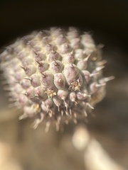 Ceropegia pedicellata image