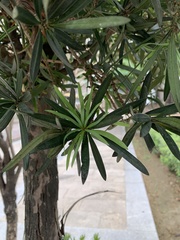 Podocarpus polystachyus
