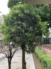 Podocarpus polystachyus