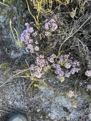 Amphithalea ericifolia