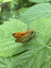 Ochlodes sylvanus