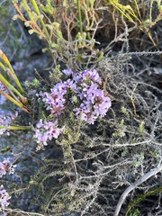 Amphithalea ericifolia