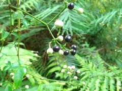 Causonis corniculata