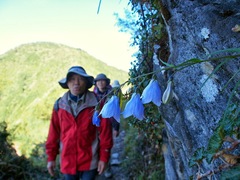 Adenophora morrisonensis