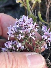 Amphithalea ericifolia