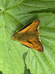 Ochlodes sylvanus