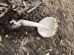 Pluteus