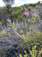 Erica viscaria