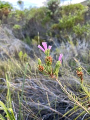 Erica viscaria