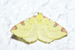 Opisthograptis luteolata