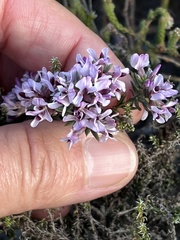 Amphithalea ericifolia