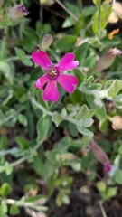 Silene acutifolia