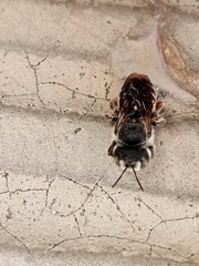 Anthophila