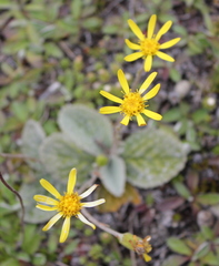 Brachyglottis bellidioides