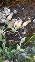 Silene acutifolia