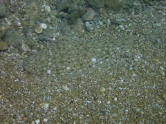 Synapturichthys kleinii