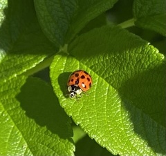 Harmonia axyridis