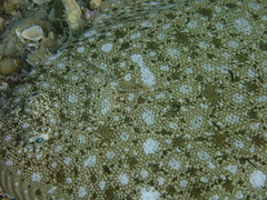 Synapturichthys kleinii