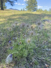 Pulsatilla ambigua