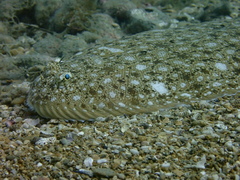 Synapturichthys kleinii