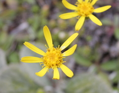 Brachyglottis bellidioides