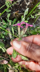 Silene acutifolia