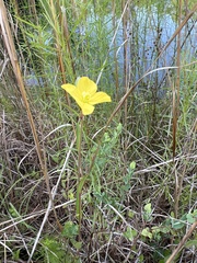 Ludwigia maritima