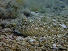 Synapturichthys kleinii
