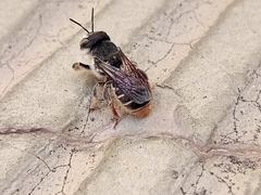 Anthophila