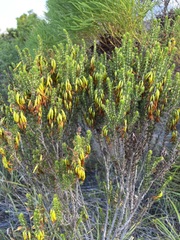 Erica coccinea