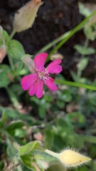 Silene acutifolia