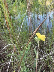 Ludwigia maritima