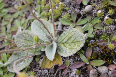 Brachyglottis bellidioides