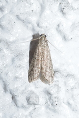 Ephestia elutella