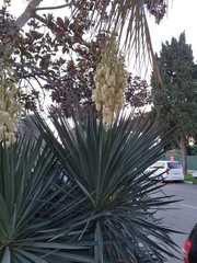 Yucca gloriosa