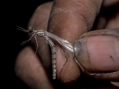 Nososticta impercepta