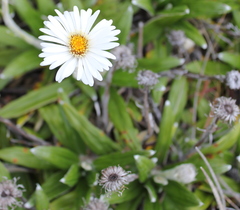 Celmisia spectabilis