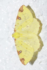 Opisthograptis luteolata
