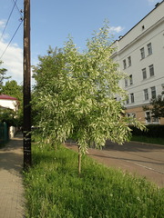 Prunus serotina