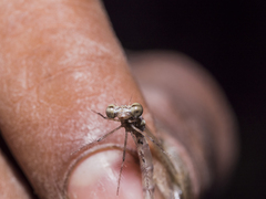 Nososticta impercepta