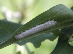 Monostegia