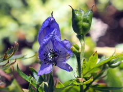 Aconitum fukutomei